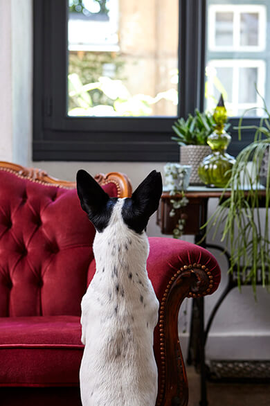 photographie d'ambiance animal