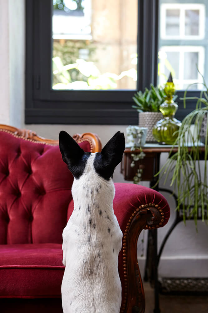 photographie d'ambiance animal